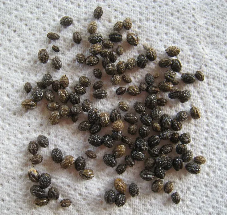 Exotic Papaya Seeds